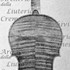 1686ViolinoFiguera c.jpg