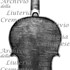 1699Violino c.jpg