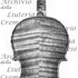 1704ViolinoLiebig c1.jpg