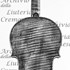 1719ViolinoMonasterio c.jpg