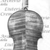 1719ViolinoRayssac c.jpg