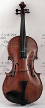 1807Viola a.jpg