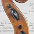 1680cViolino d.jpg