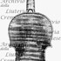 1733ViolinoDesRosiers c.jpg